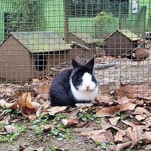 Domestic rabbit -Zoo de Santillana del Mar (2023)