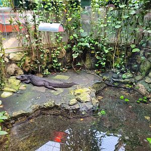 Dwarf crocodile exhibit -Zoo de Santillana del Mar (2023)