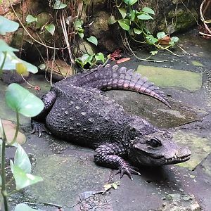 Dwarf crocodile -Zoo de Santillana del Mar (2023)