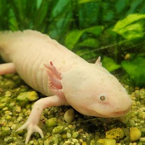 Axolotl -Zoo de Santillana del Mar (2023)