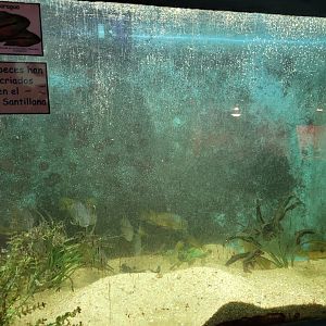 Nicaragua cichlid exhibit -Zoo de Santillana del Mar (2023)