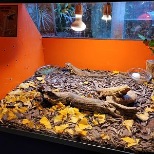 Central bearded dragon exhibit -Zoo de Santillana del Mar (2023)