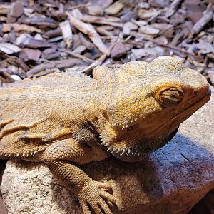 Central bearded dragon -Zoo de Santillana del Mar (2023)