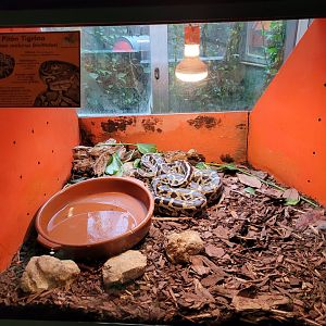 Burmese rock python exhibit -Zoo de Santillana del Mar (2023)