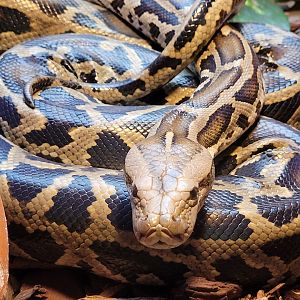 Burmese rock python -Zoo de Santillana del Mar (2023)