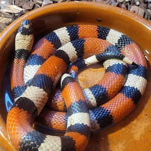 Pueblan milk snake -Zoo de Santillana del Mar (2023)