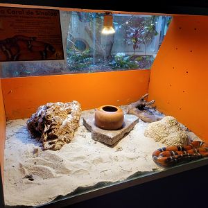 Sinaloan milk snake exhibit -Zoo de Santillana del Mar (2023)