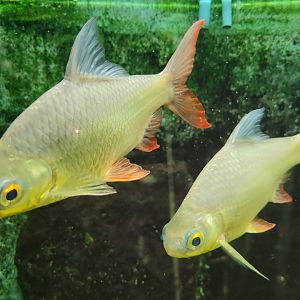 Tinfoil barb -Zoo de Santillana del Mar (2023)