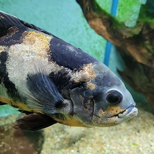 Tiger oscar -Zoo de Santillana del Mar (2023)