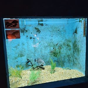 Zebra tilapia and Guayas cichlid exhibit -Zoo de Santillana del Mar (2023)