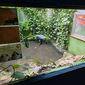 Annam leaf turtle exhibit -Zoo de Santillana del Mar (2023)