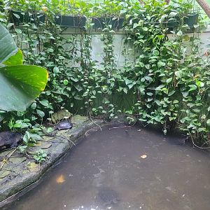 Annam leaf turtle exhibit -Zoo de Santillana del Mar (2023)