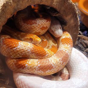 Corn snake -Zoo de Santillana del Mar (2023)
