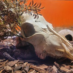 Common leopard gecko exhibit -Zoo de Santillana del Mar (2023)