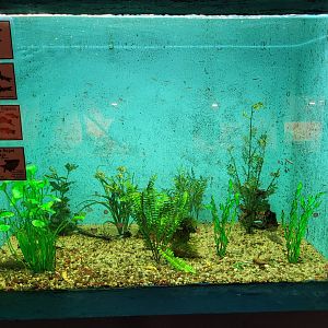 Cardinal tetra, Almora loach, Green swordtail and Redeye tetra exhibit -Zoo de Santillana del Mar (2023)