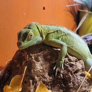 Green basilisk -Zoo de Santillana del Mar (2023)