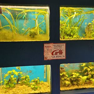 Guppy exhibit and nursery -Zoo de Santillana del Mar (2023)