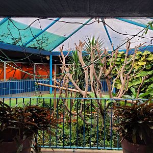 Lyle's flying fox exhibit -Zoo de Santillana del Mar (2023)