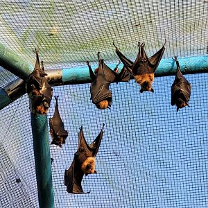 Lyle's flying foxes -Zoo de Santillana del Mar (2023)