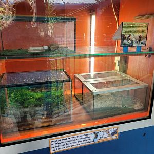 Reptile nursery and hatchery -Zoo de Santillana del Mar (2023)