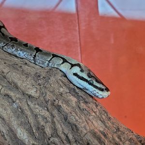 Ball python -Zoo de Santillana del Mar (2023)
