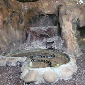 Yellow anaconda exhibit -Zoo de Santillana del Mar (2023)