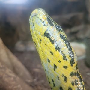 Yellow anaconda -Zoo de Santillana del Mar (2023)