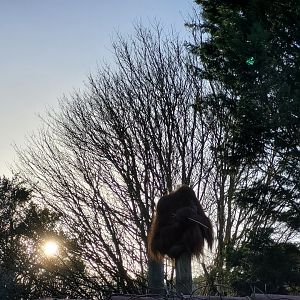 View outside the "AcuaTerrario" -Zoo de Santillana del Mar (2023)