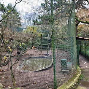 Abdim's stork, Golden pheasant and Lady Amherst’s pheasant exhibit -Zoo de Santillana del Mar (2023)