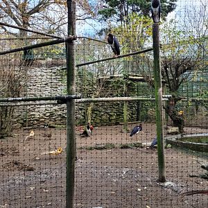 Abdim's stork, Golden pheasant and Lady Amherst’s pheasant exhibit -Zoo de Santillana del Mar (2023)
