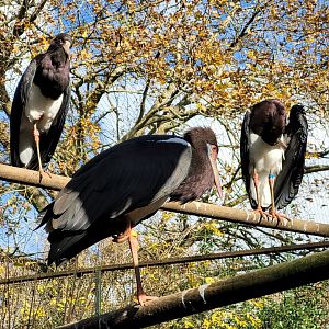 Abdim's stork -Zoo de Santillana del Mar (2023)