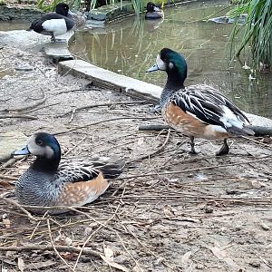 Chiloe wigeon -Zoo de Santillana del Mar (2023)