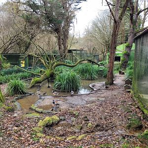Waterfowl exhibit #8 -Zoo de Santillana del Mar (2023)