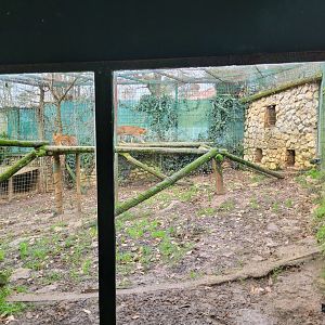 Sri Lankan leopard exhibit -Zoo de Santillana del Mar (2023)