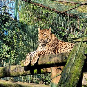 Sri Lankan leopard -Zoo de Santillana del Mar (2023)