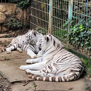 Tiger -Zoo de Santillana del Mar (2023)