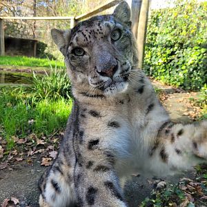 Snow leopard -Zoo de Santillana del Mar (2023)