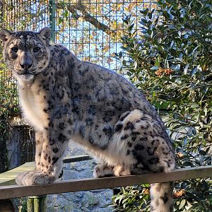 Snow leopard -Zoo de Santillana del Mar (2023)