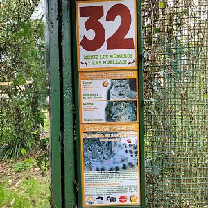 Snow leopard signae -Zoo de Santillana del Mar (2023)