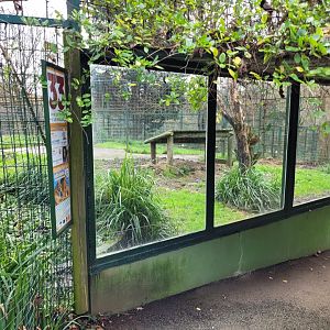 Asiatic lion exhibit -Zoo de Santillana del Mar (2023)