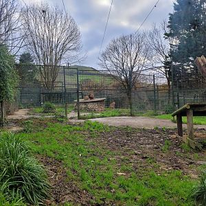 Asiatic lion exhibit -Zoo de Santillana del Mar (2023)