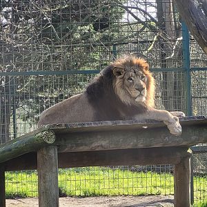 Asiatic lion -Zoo de Santillana del Mar (2023)
