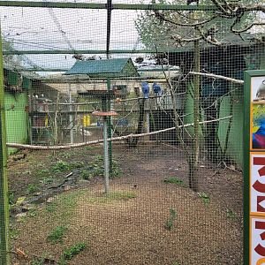 Victoria crowned-pigeon and Java sparrow exhibit -Zoo de Santillana del Mar (2023)
