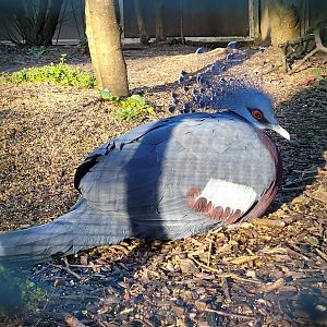 Victoria crowned-pigeon -Zoo de Santillana del Mar (2023)
