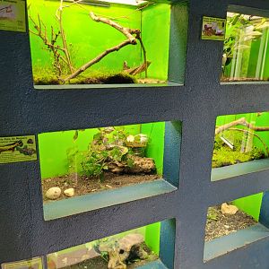 Invertebrate terrariums -Zoo de Santillana del Mar (2023)