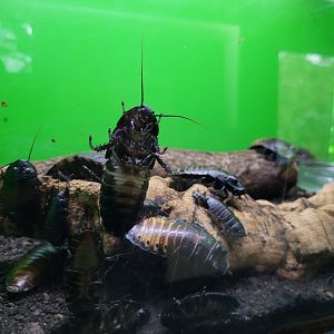 Madagascar hissing cockroach -Zoo de Santillana del Mar (2023)
