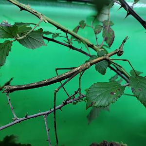 Stick grasshopper -Zoo de Santillana del Mar (2023)