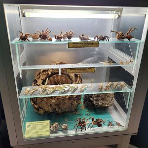 Shed display -Zoo de Santillana del Mar (2023)