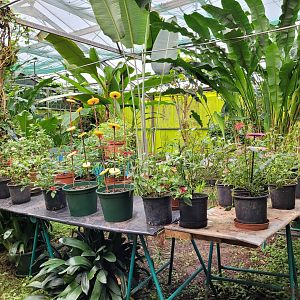 Butterfly garden -Zoo de Santillana del Mar (2023)