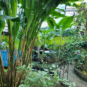 Butterfly garden -Zoo de Santillana del Mar (2023)